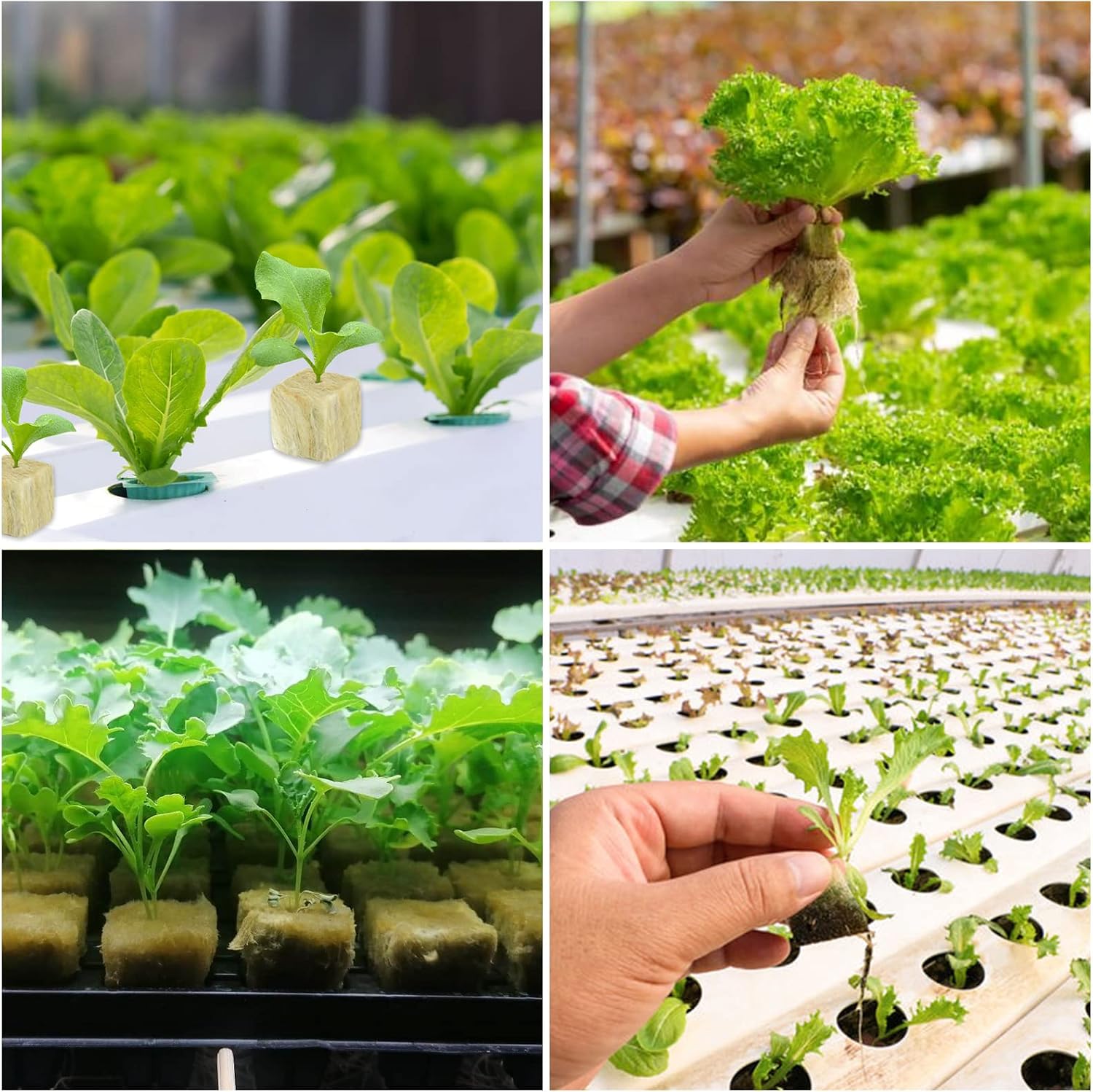 1.2 Inch Rockwool Cubes Seed Starter Plugs for Hydroponics, RockWool Planting Grow Cubes for Hydroponic Tower Garden