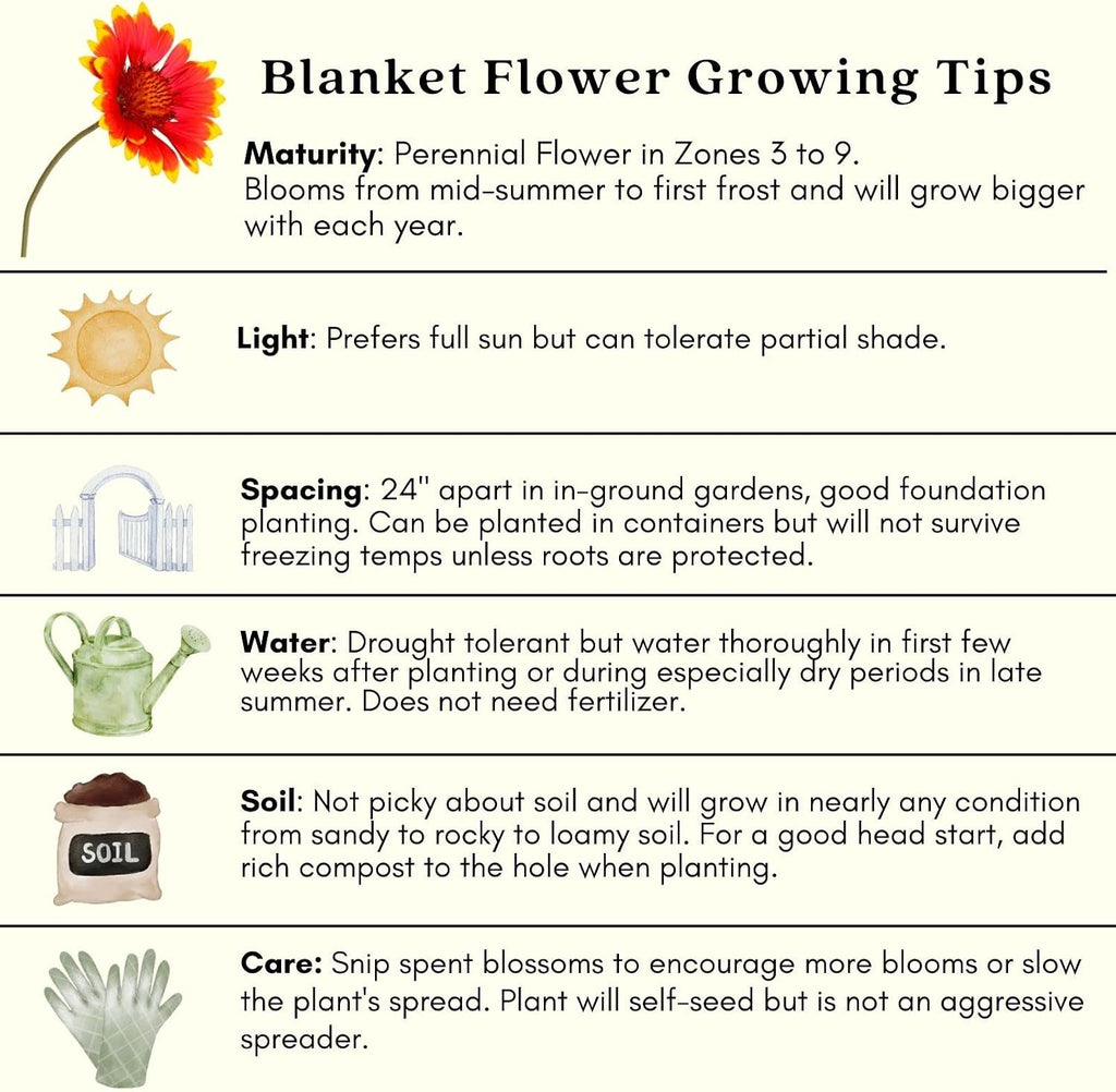 Clovers Garden Blanket Flower (Gaillardia) Arizona Sun Plants – Two (2) Live Plants – Non-GMO - Not Seeds - Each 4" to