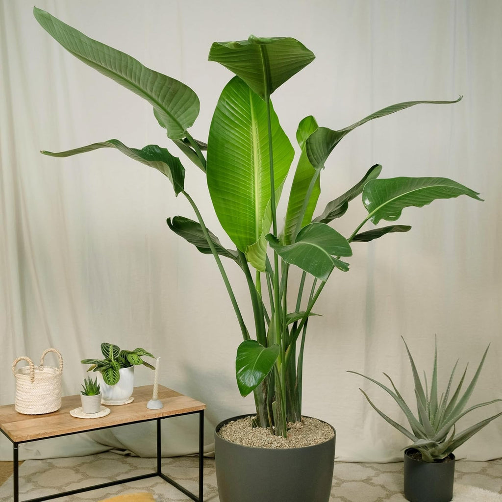 Live Orange & White Birds of Paradise Plant Variety - 'Birds of Paradise' Strelitzia nicolai - ragnaroc Tropical Plant