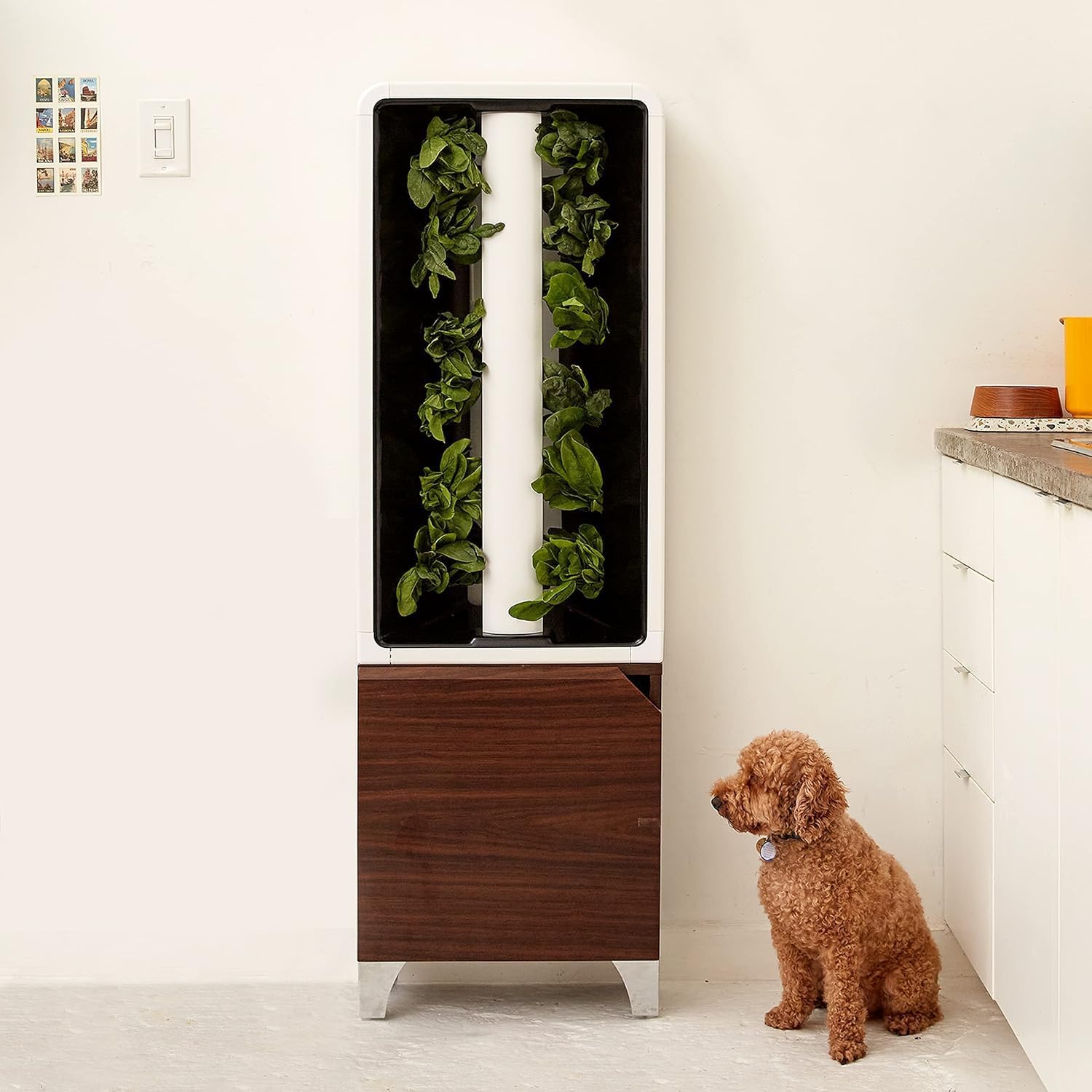 Just Vertical EVE Tower Garden Hydroponic Indoor Growing System - Grow 12 Fresh Herbs & Vegetables Year-Round