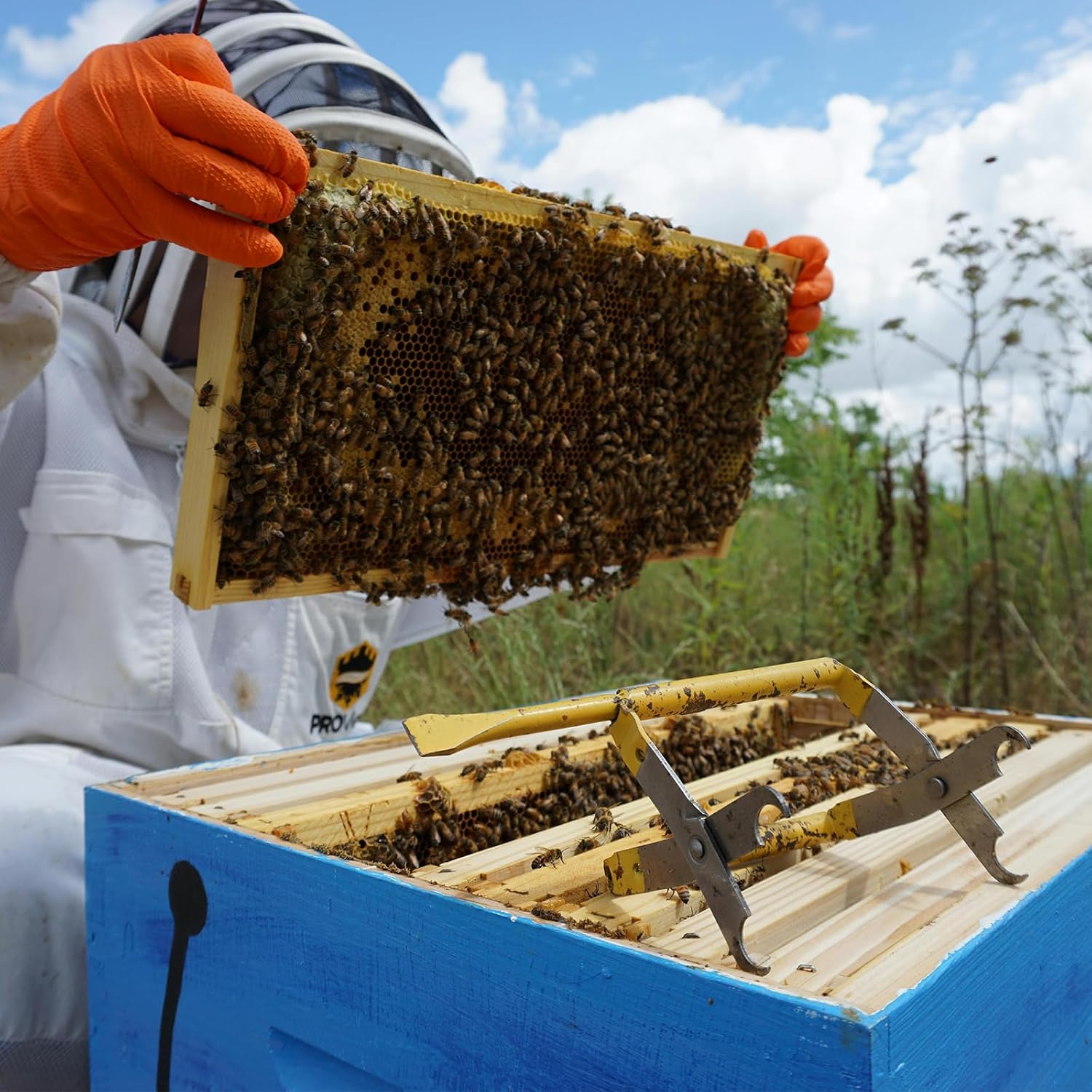 BeeTech 10-Pack Deep Brood Box Wooden Beehive Frames and 100% Beeswax Dipped Plastic Foundations for Beekeeping