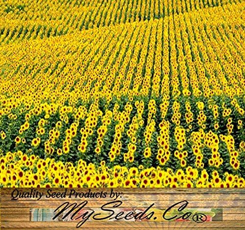 1 lb (6,500+ Seeds) Sunflower Sunny Sun Flower Crazy Mix Sunflower Seeds - Non-GMO Seeds By MySeeds.Co (1 lb Sunflower