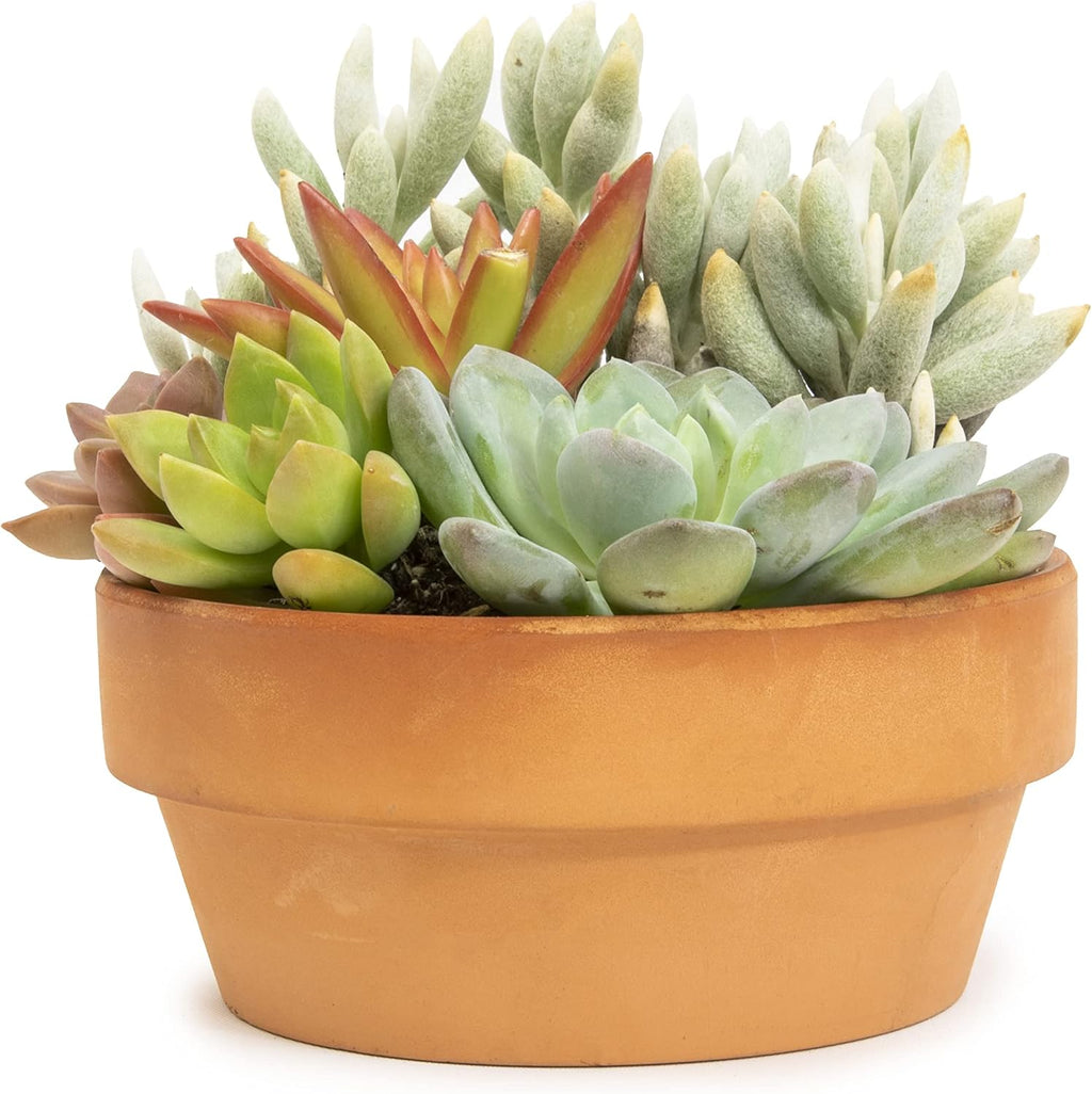 Live Succulents Assortment in Clay Pot, Garden Succulent Planter, Unique Gardening Gifts for Plant Lovers, Live