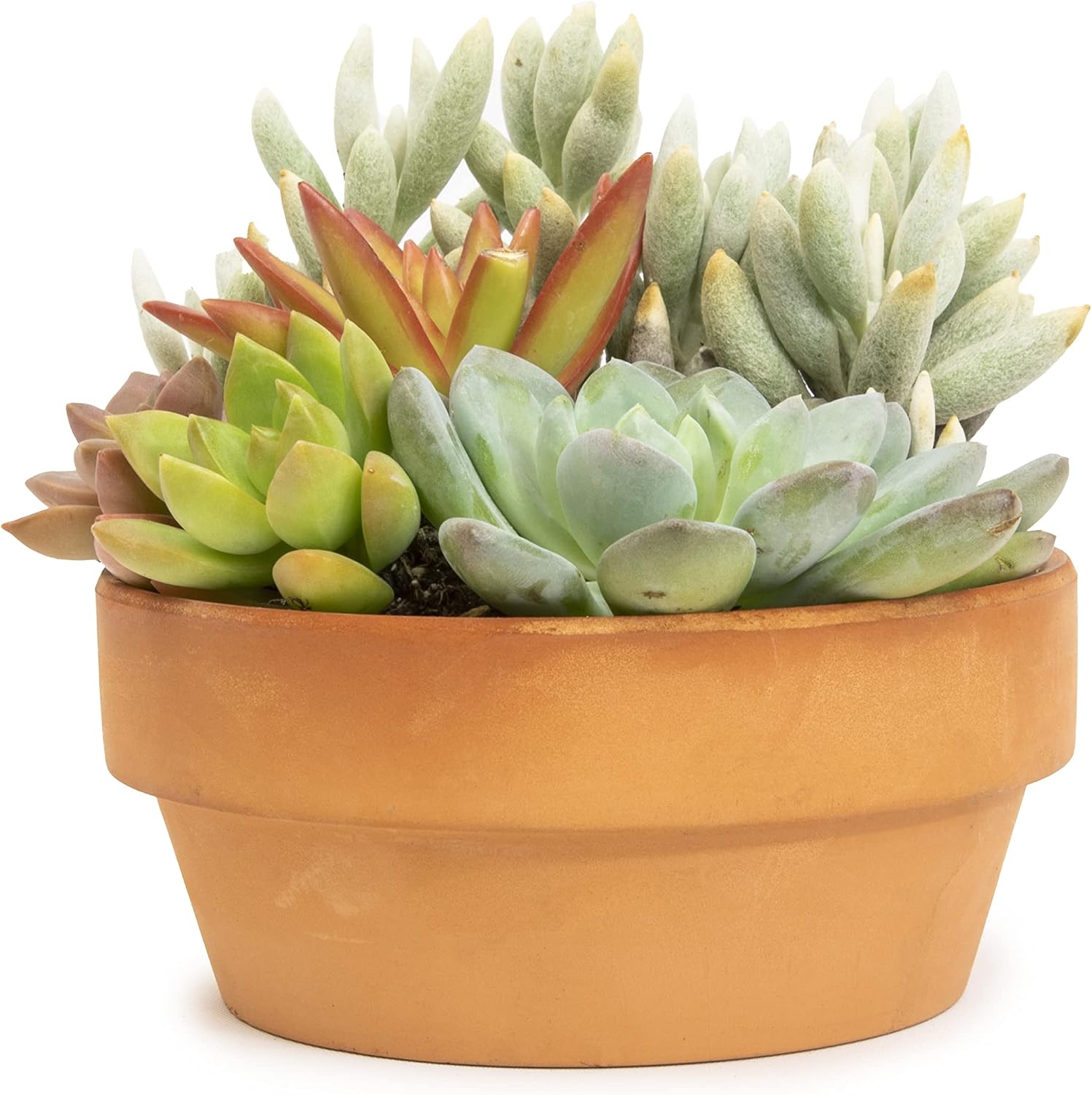 Live Succulents Assortment in Clay Pot, Garden Succulent Planter, Unique Gardening Gifts for Plant Lovers, Live