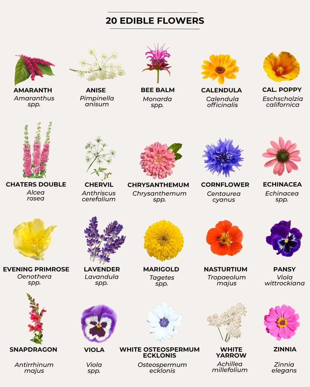 Tactiko Vegetable, Herb & Edible Flower Seeds Kit | 60 Varieties - Non-GMO