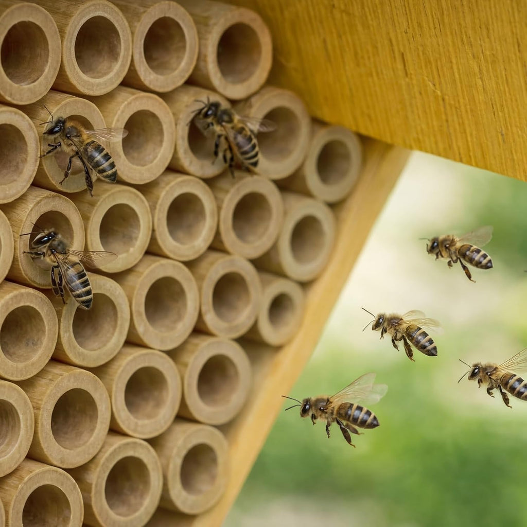 100 Pcs 5.9" Mason Bees Bamboo Tubes Natural Nest Mason Bees House 0.27"-0.4" Inner Diameter for Bee Hotels Solitary