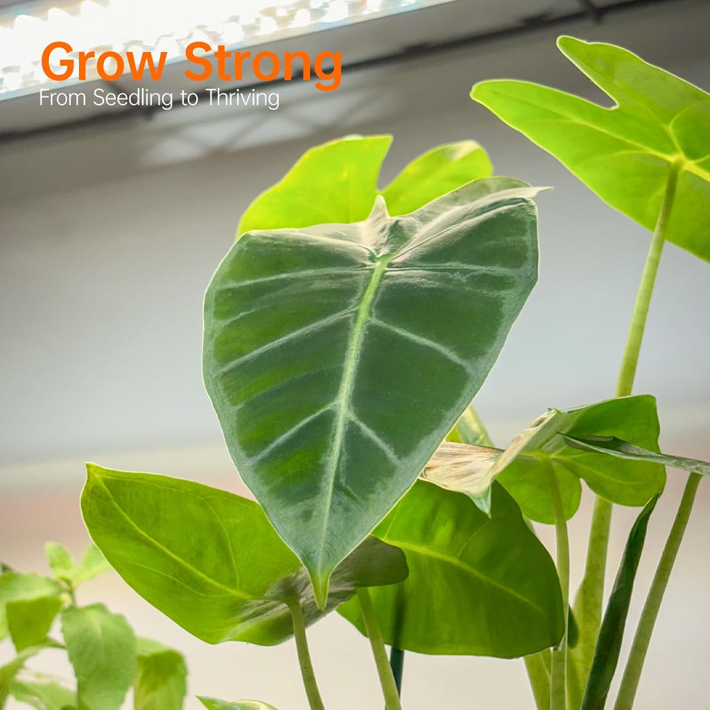 Indoor Greenhouse with Grow Light, 35.4x13.8x59in | Indoor Greenhouse, 4-Pack Full Spectrum Plant Lights, 24W Each