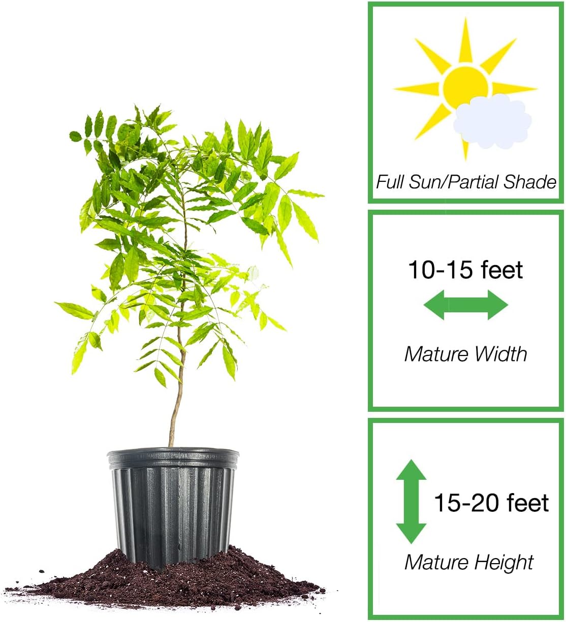 Perfect Plants Amethyst Falls Wisteria Live Plant, 1 Gallon, Vine | Fragrant purple blooms attract bees and