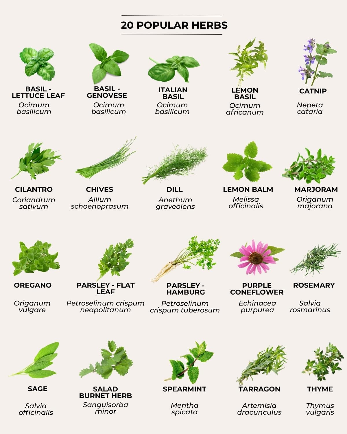 Tactiko Vegetable, Herb & Edible Flower Seeds Kit | 60 Varieties - Non-GMO