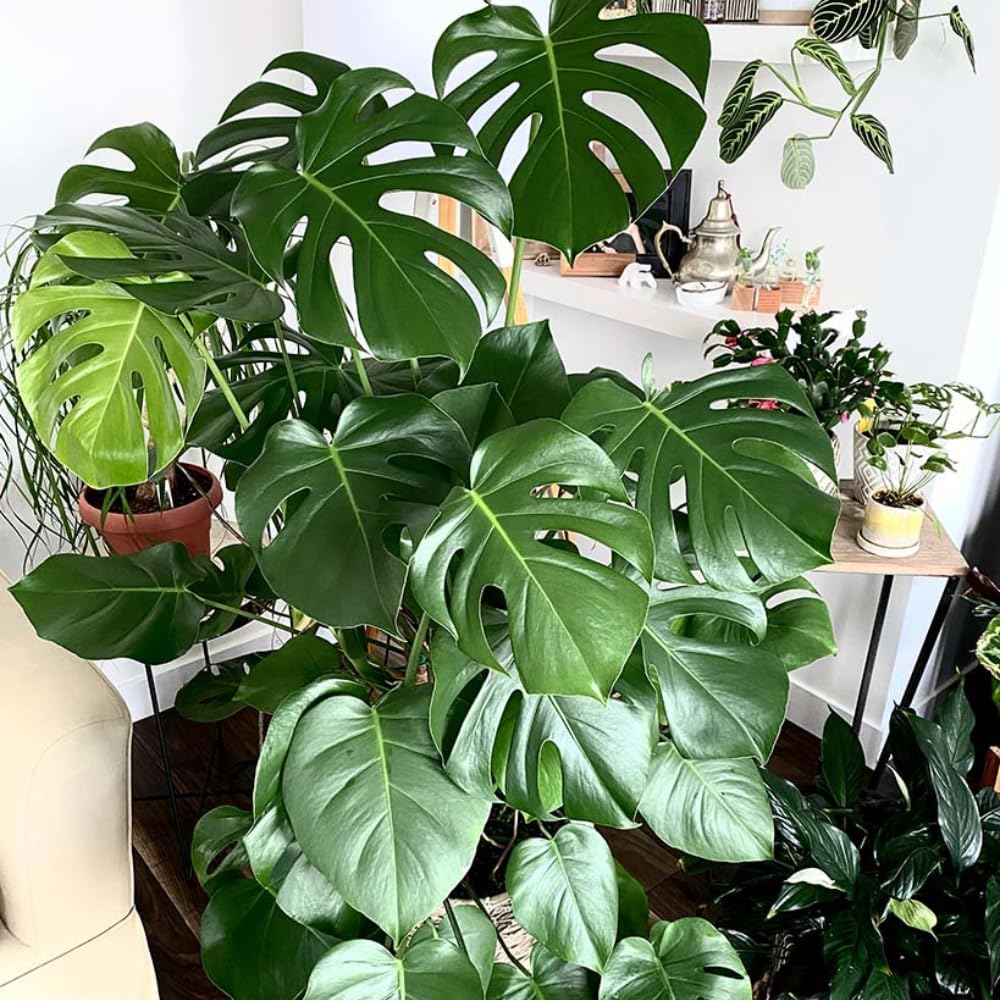 Green Philodendron Plant Live, Starter Houseplant, 5-8 Inch Tall | Zones 10-12 Indoors, Tropical Foliage, Moss Pole