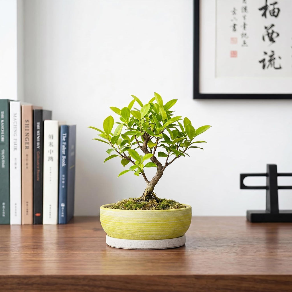Bonsai Pots, 6 Inch Ceramic Succulent Pots with Tray, Brushed Yellow | Small Bonsai Planter with Drainage Hole, Round