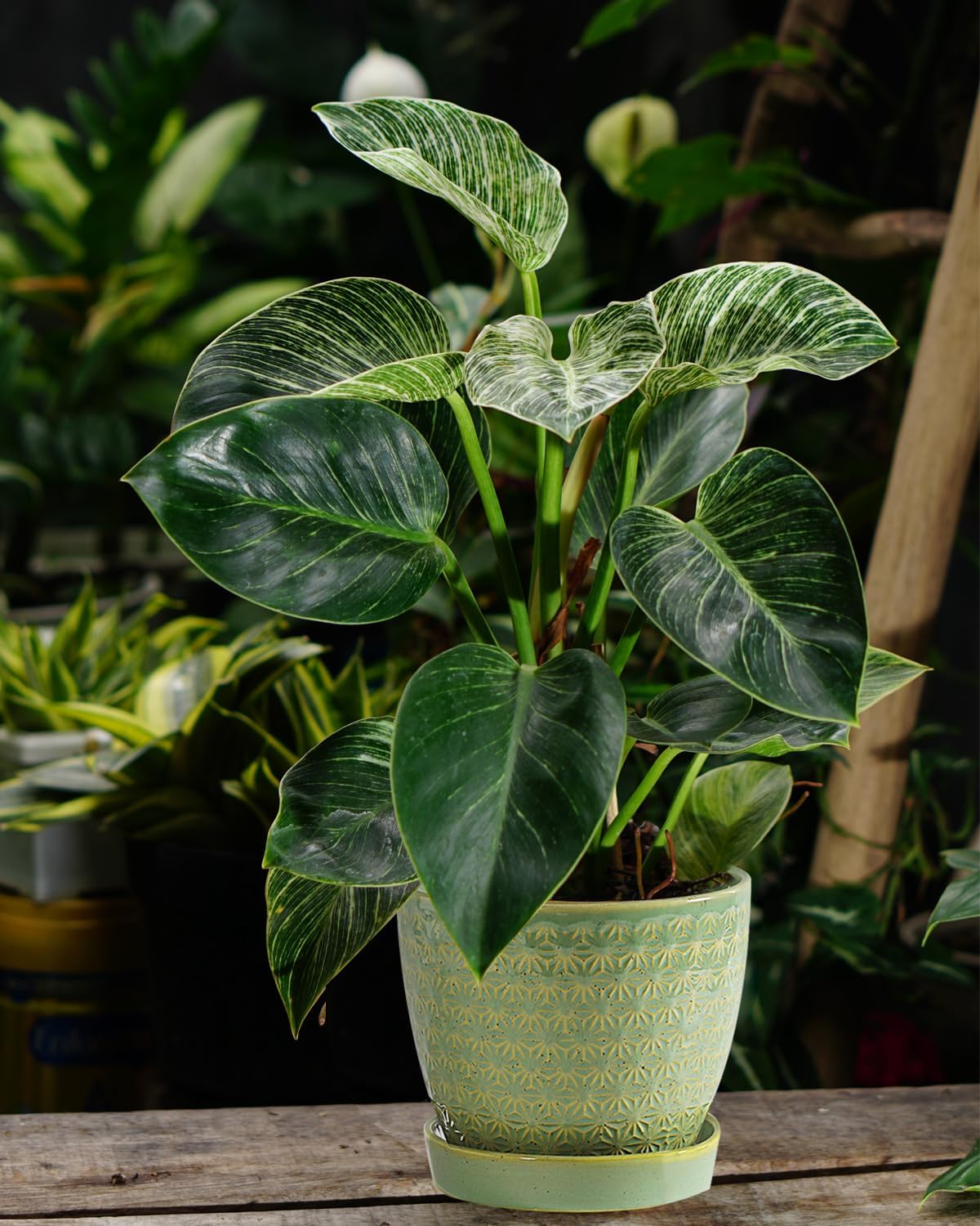 Plant Pots, Flower Pots, Planters for Indoor Plants(6.5+5.5inch), Flower Pots for Indoor Plant with Drainage Hole and
