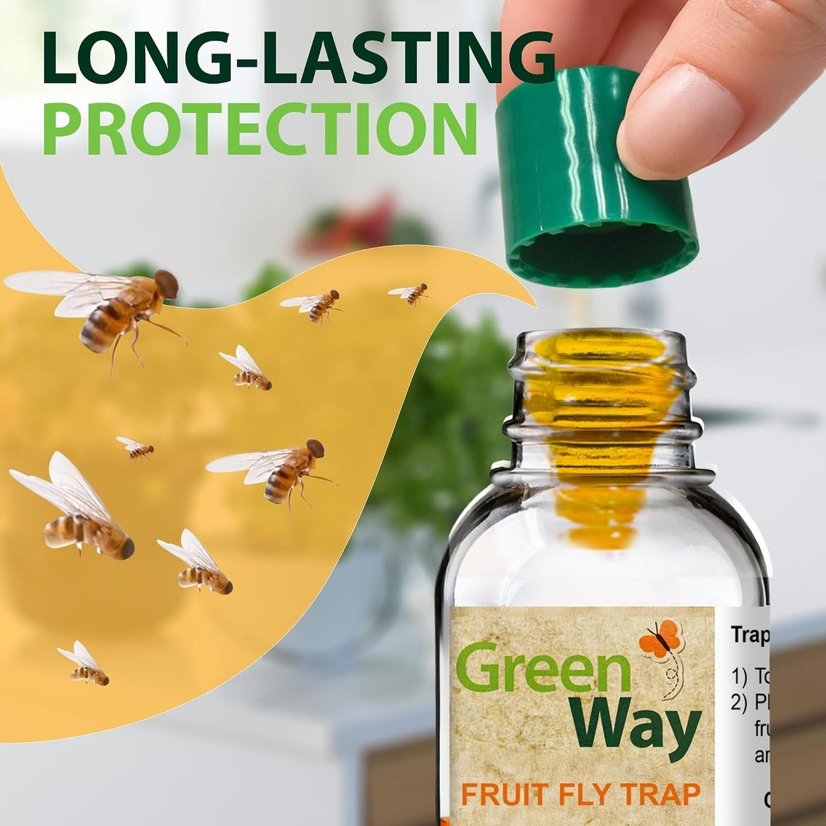 Greenway Traps Fruit Fly Trap, Indoor and Kitchen, 2 Packs (4 Traps) | Reduced Fruit Fly Infestations, Non-Toxic