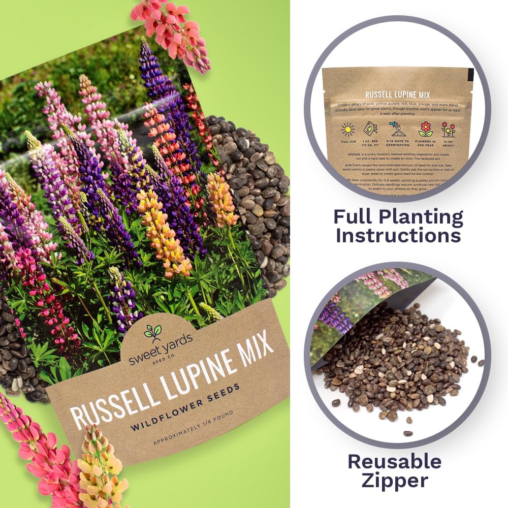 Russell Lupine Seeds – Bulk Quarter Pound Bag – Over 5,000 Open Pollinated Non-GMO Perennial Wildflower Seeds – Lupinus