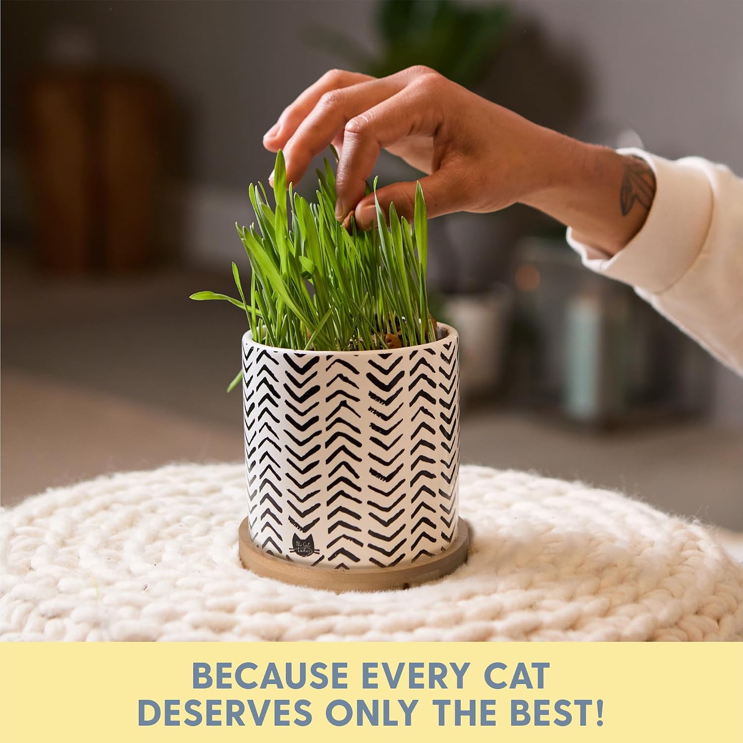 The Cat Ladies Organic Cat Grass Growing Kit for Indoor Cats, Boho Planter | Includes Organic Seed Mix, Soil and Boho