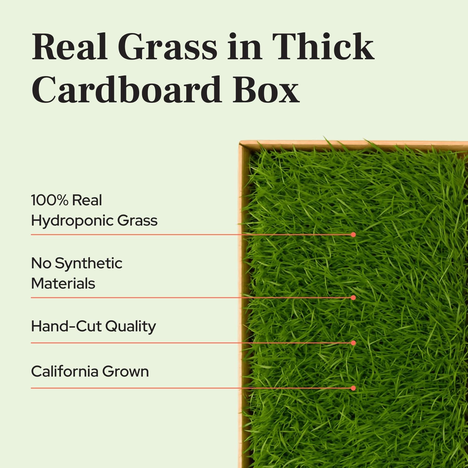 Kitty Lawn Real Grass Cat Lounger & Bed - Natural Grass Pad for Cats 24x9 | USA-grown real grass lounging pad for