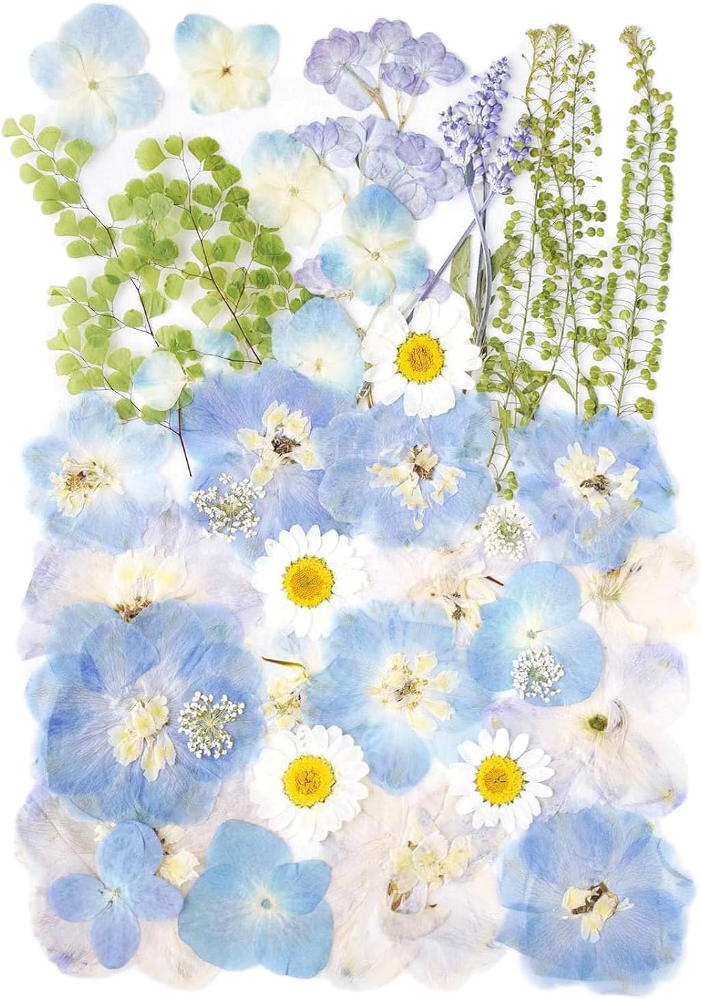 Real Dried Pressed Flowers Leaf Plant Herbarium for Crafts Resin Jewelry Making, Floral Cake Decorations-Fog Blue