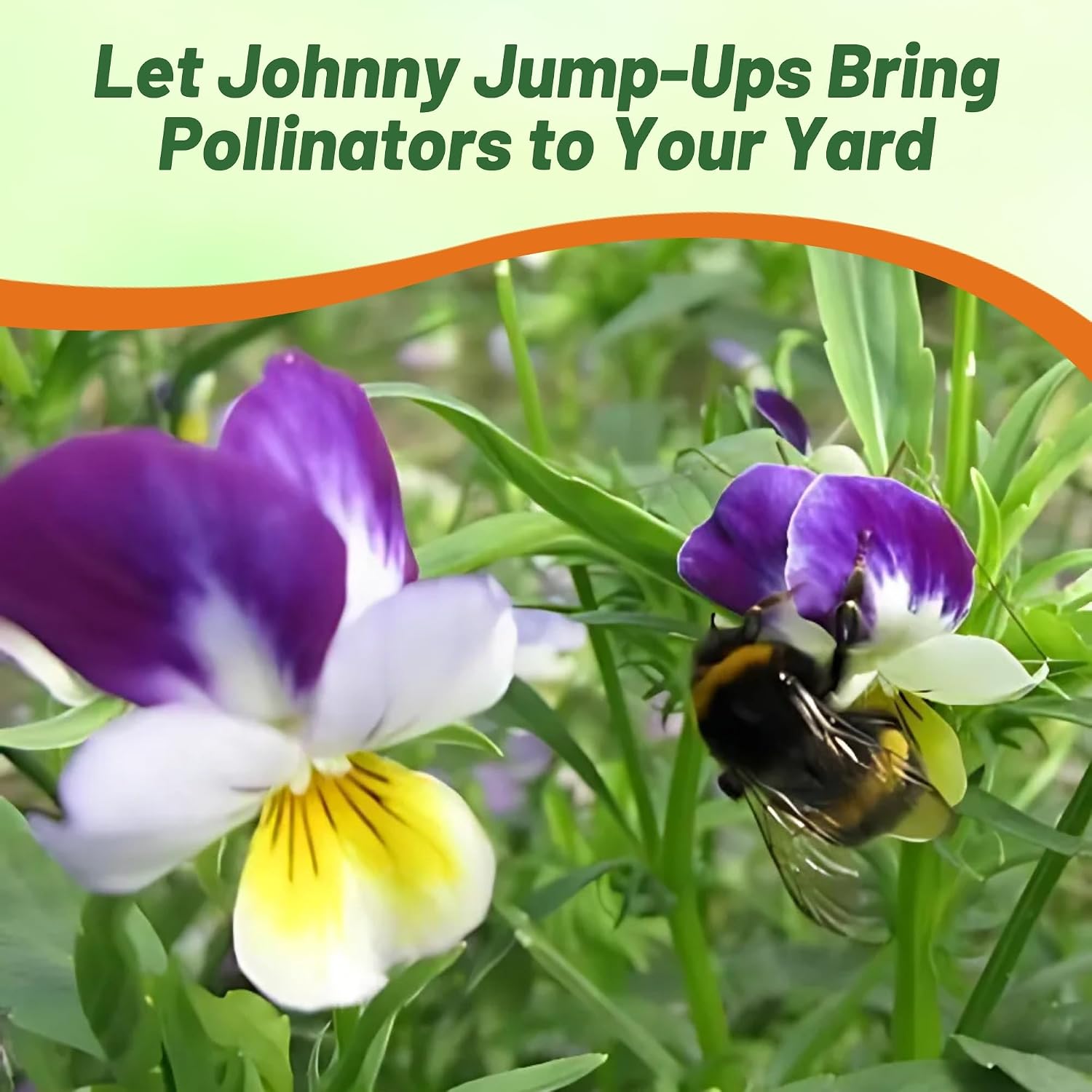 Outsidepride Johnny Jump Up Viola Wild Flower Seeds - 1/2 lb Easy-to-Grow, Compact & Hardy Perennial Seeds for Planting