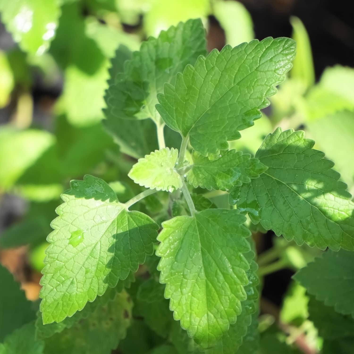 Bonnie Plants Catnip Live Herb Plants - 4 Pack, Pet Friendly, Grows Great In Containers, Fresh For Cats & Dries For Cat