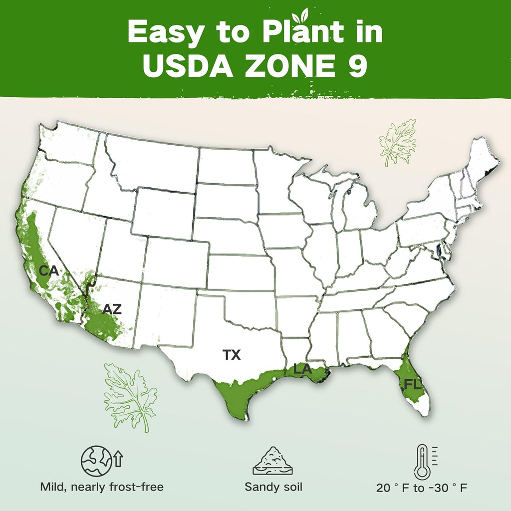 Lush&Dew Zone 9 Seed Bank, Gardening Gifts for Women Men, 32 Type USA Seeds | Non-GMO Heirloom Seeds for Planting