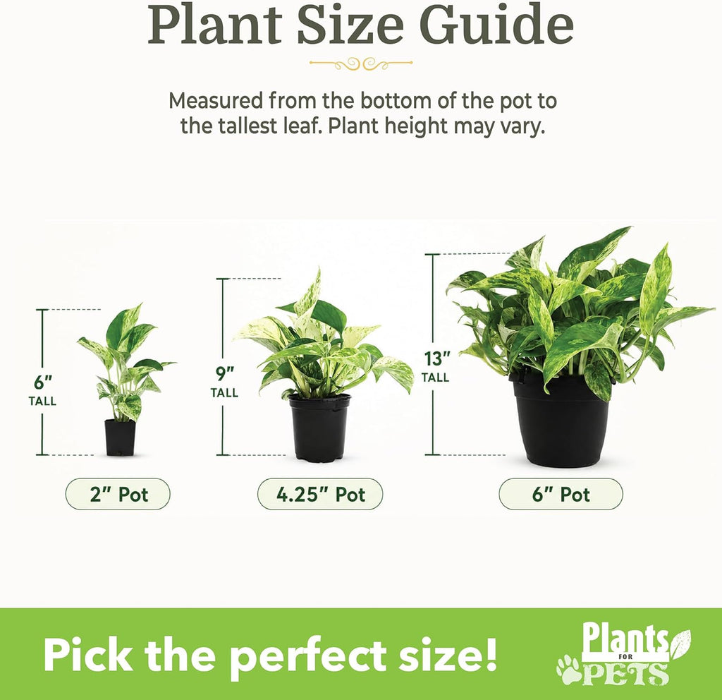 Easy to Grow Houseplants (6PK), Live House Plants in Plant Containers, Growers Choice Plant Set in Planters with