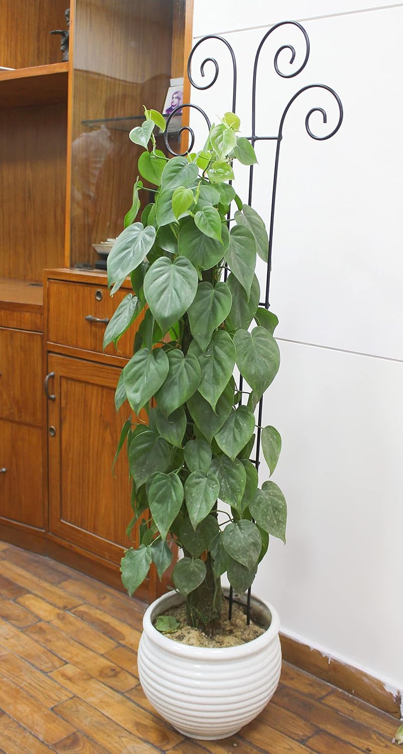 Hosley's 48" High Set of 2 Wave Iron Trellis Ideal Gift for Floral Arrangements Wedding or Party and Use Next to
