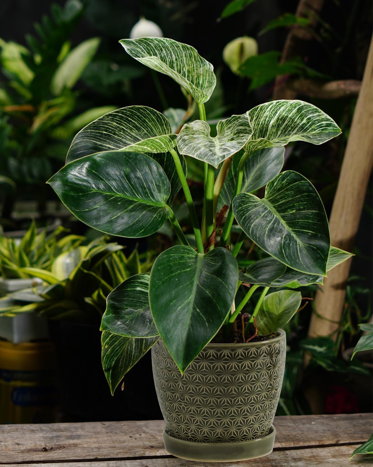 Plant Pots, Flower Pots, Planters for Indoor Plants(6.5+5.5inch), Flower Pots for Indoor Plant with Drainage Hole and