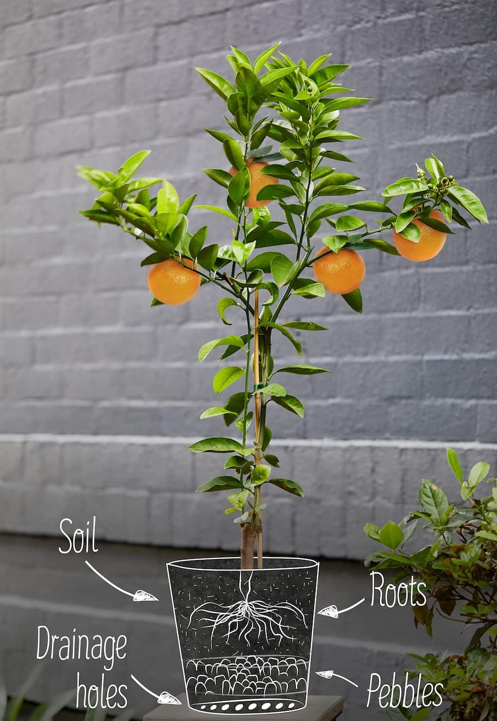 Citrus Tree Potting Soil Mix, Special Blend for Indoor Oranges, Lemons, Limes and More - (3 Quart Bag)