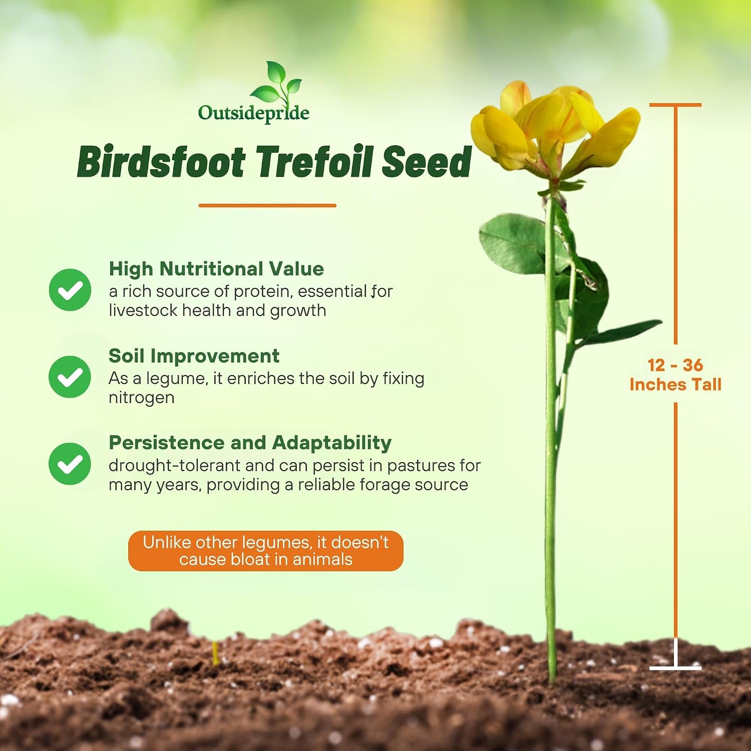 Outsidepride Perennial Birdsfoot Trefoil Seed - 10 lbs Nitrocoated, Inoculated, Winter Hardy, High Protein Forage