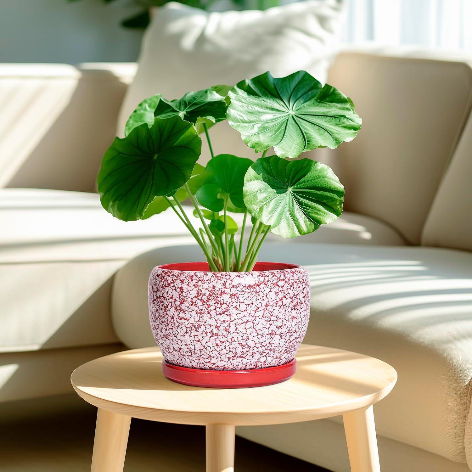 SQOWL Ceramic Pots for Plants - 8 inch Indoor Planter with Drainage Hole and Tray, Ceramic Flower Pot Outdoor, Round