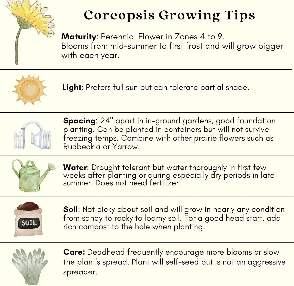 Clovers Garden Coreopsis Moonbeam (Tickseed) Plants – Two (2) Live Plants – Non-GMO - Not Seeds - Each 4" to 8" Tall –