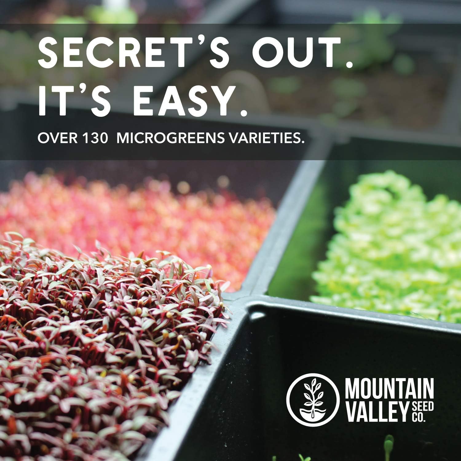 Mountain Valley Seed Co Genovese Basil Microgreens Seed 1 Lb 256,000‬ Seeds | Non-GMO Bulk Seed for Growing Micro