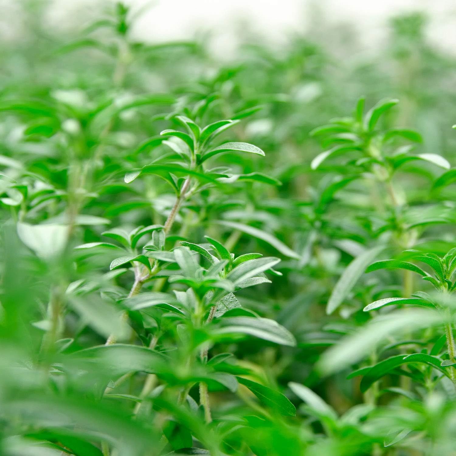 Outsidepride Summer Savory Seeds - 1 lb Annual Culinary Herb Seeds for Planting with Aromatic Leaves, Drought Tolerant