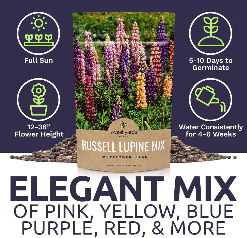 Russell Lupine Seeds – Bulk Quarter Pound Bag – Over 5,000 Open Pollinated Non-GMO Perennial Wildflower Seeds – Lupinus