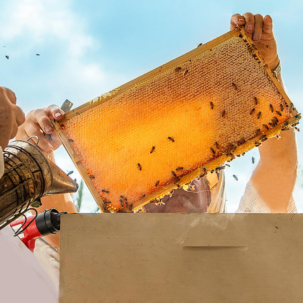 POLLIBEE 10 Pack Beehive Frames with Wax Dipped Plastic Foundations, Deep Brood Box Bee Frames 9-1/8 Inch for