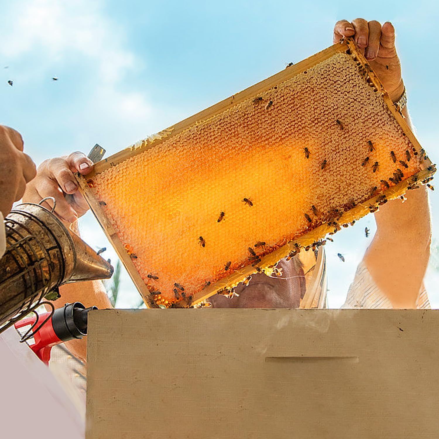 POLLIBEE 10 Pack Beehive Frames with Wax Dipped Plastic Foundations, Deep Brood Box Bee Frames 9-1/8 Inch for