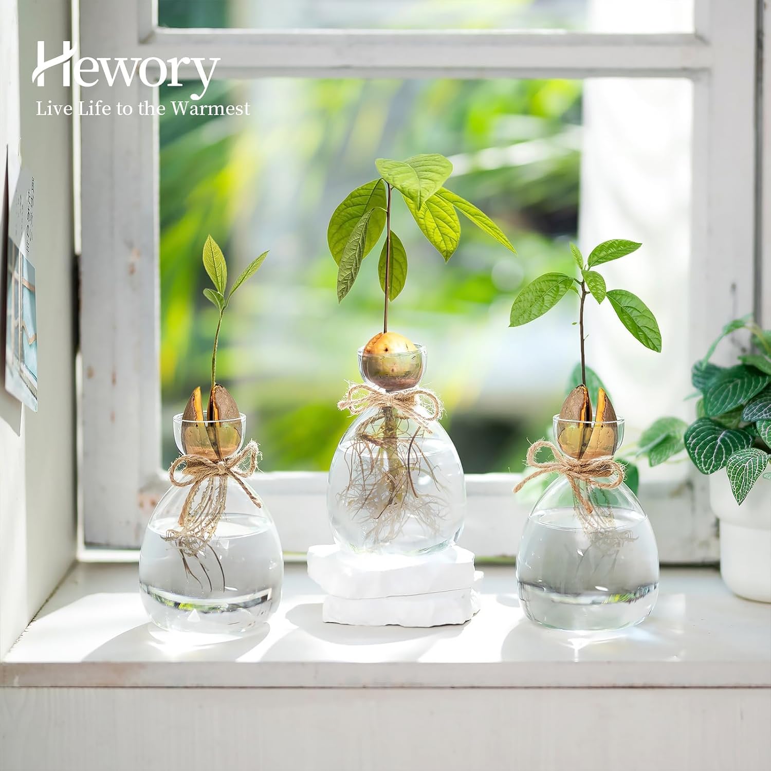 Hewory Avocado Seed Starter Vase: 3Pcs Glass Avocado Planter for Growing | Acorn Pit Sprouting Vases, Tree Pots