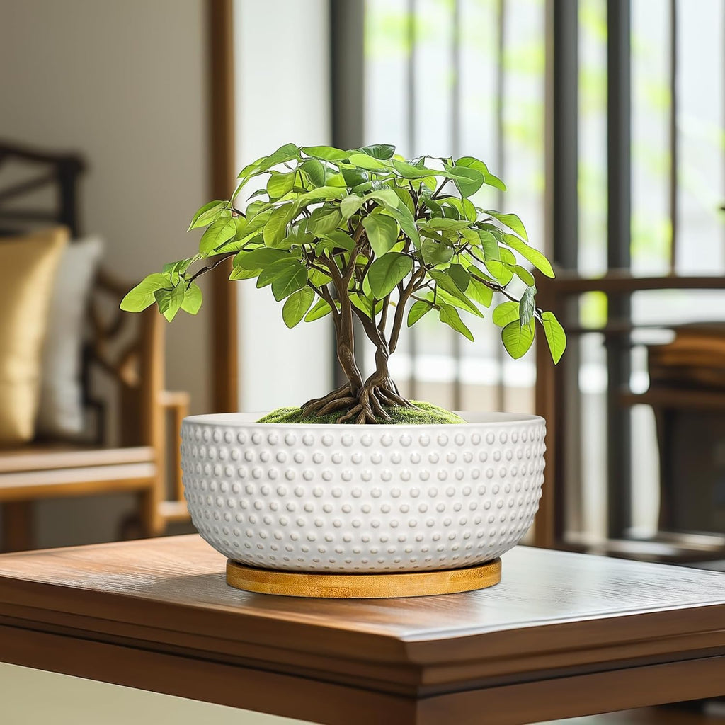 Succulent Pots 8 Inch - Ceramic Bonsai Planters for Indoor Plants, Plant Pot with Drainage Hole and Saucer, Shallow