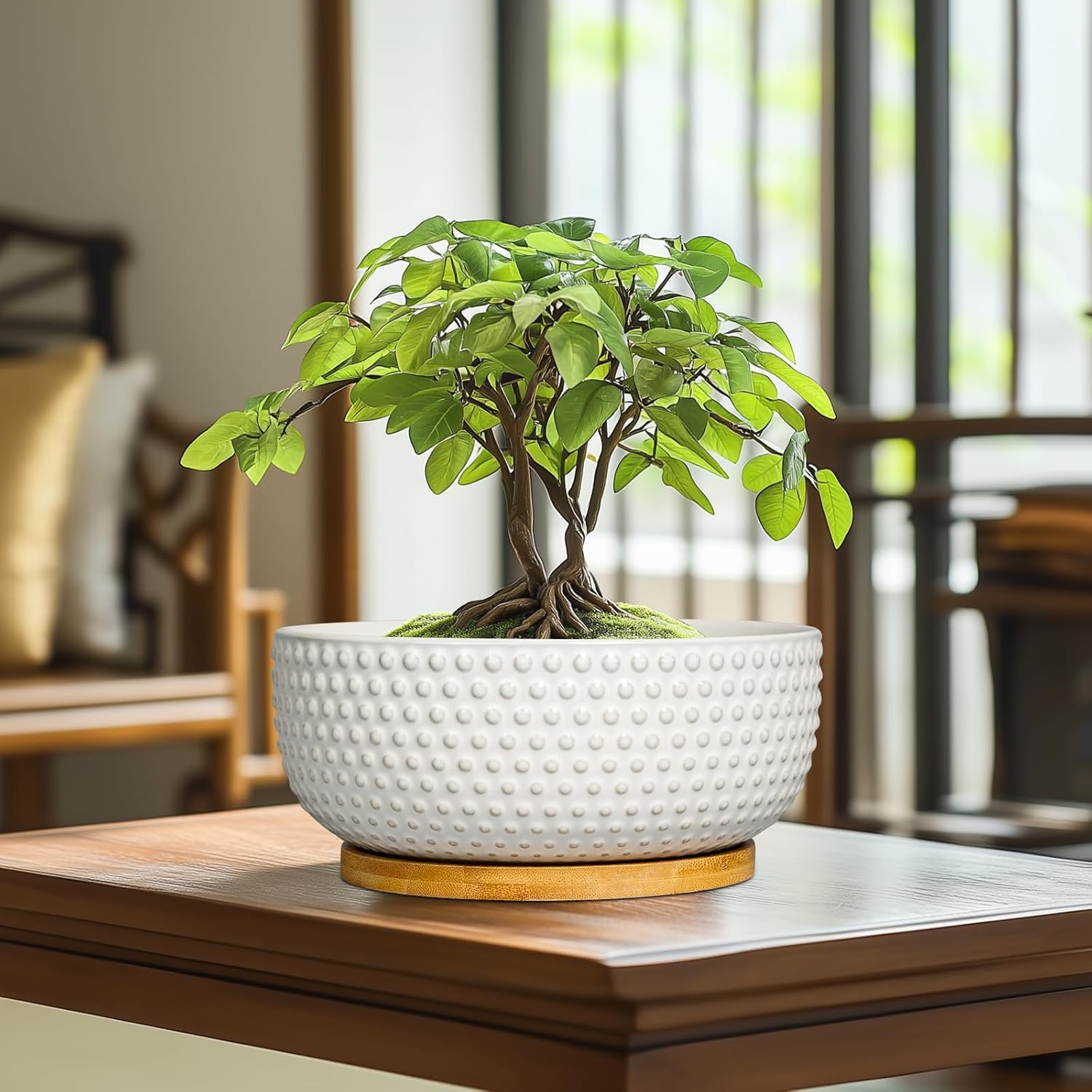 Succulent Pots 8 Inch - Ceramic Bonsai Planters for Indoor Plants, Plant Pot with Drainage Hole and Saucer, Shallow