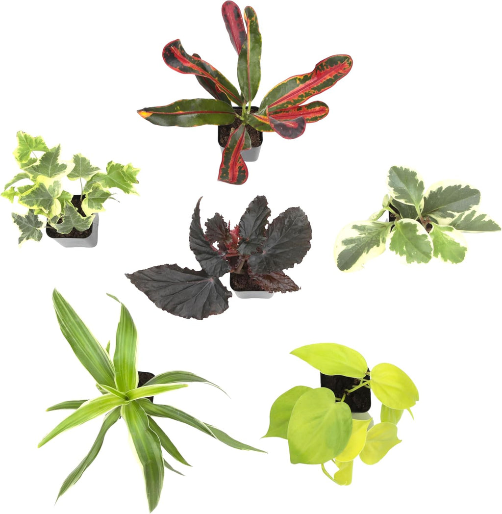 Easy to Grow Houseplants (6PK), Live House Plants in Plant Containers, Growers Choice Plant Set in Planters with