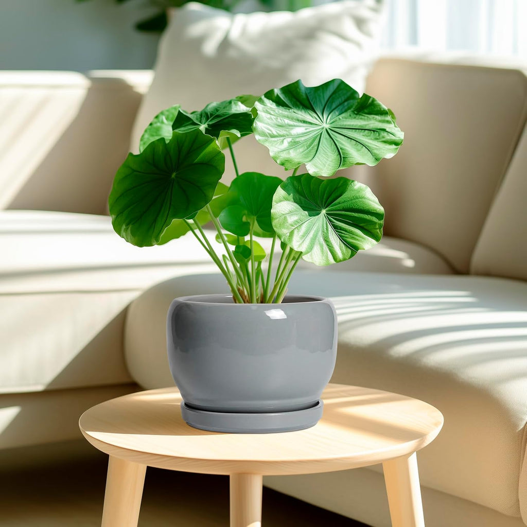 SQOWL Ceramic Pot for Plants - 8 Inch Plant Pot Indoor with Drainage Hole and Saucer, Round Planter Outdoor, Decorative