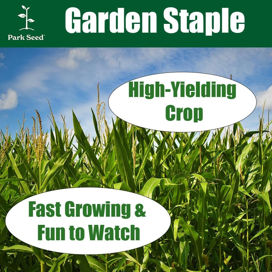 Park Seed 3 Sisters Collection – Grow Corn, Beans & Squash Together for Mutual Support, Includes Ambrosia Corn, Algarve