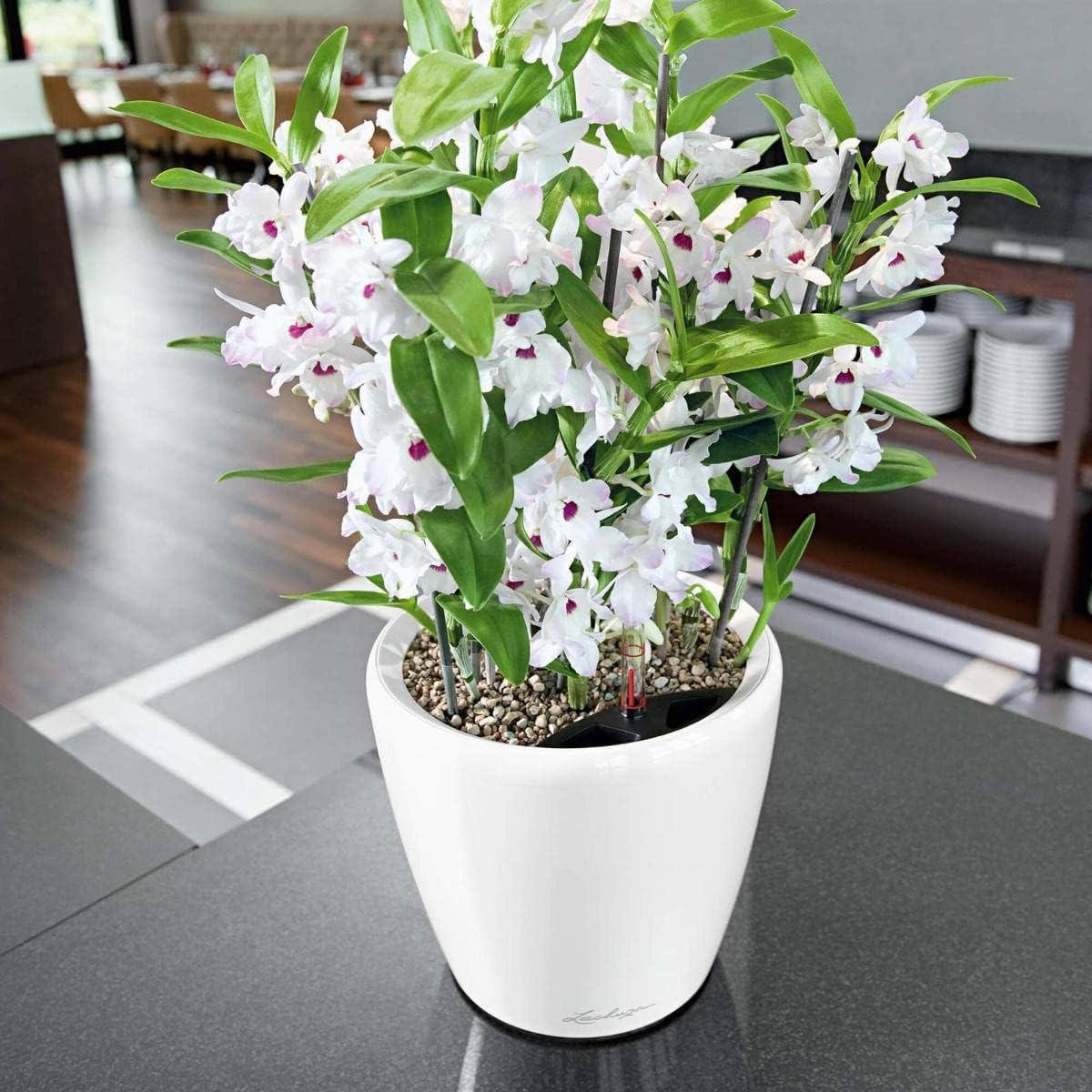 LECHUZA Self Watering Pots for Indoor Plants, 1 Pack 8 Inch (Glossy White) | Classico 21 LS, D8.3 H7.9 Inch, for