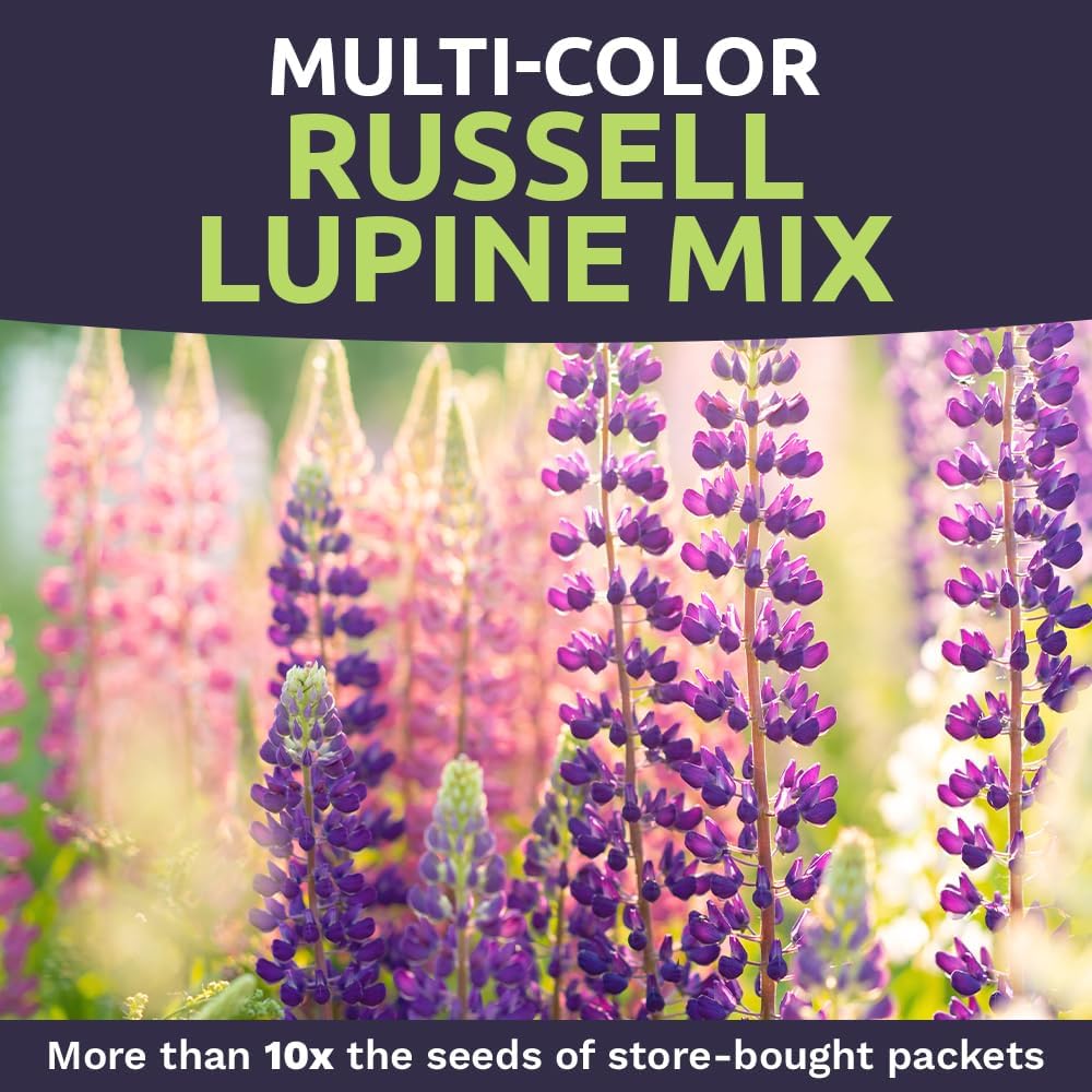 Russell Lupine Seeds – Bulk Quarter Pound Bag – Over 5,000 Open Pollinated Non-GMO Perennial Wildflower Seeds – Lupinus