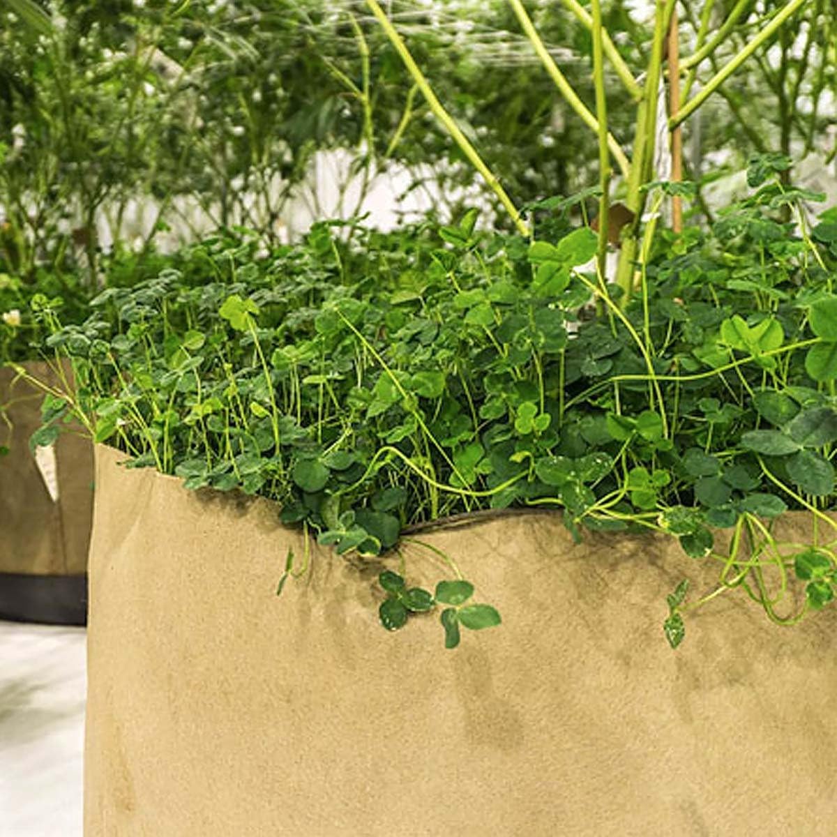 Grassroots Fabric Pot 5 Pack | Grow Bag for Plants Indoors | Living Soil Planter Pots for Outdoor Plants (10 Gallon)