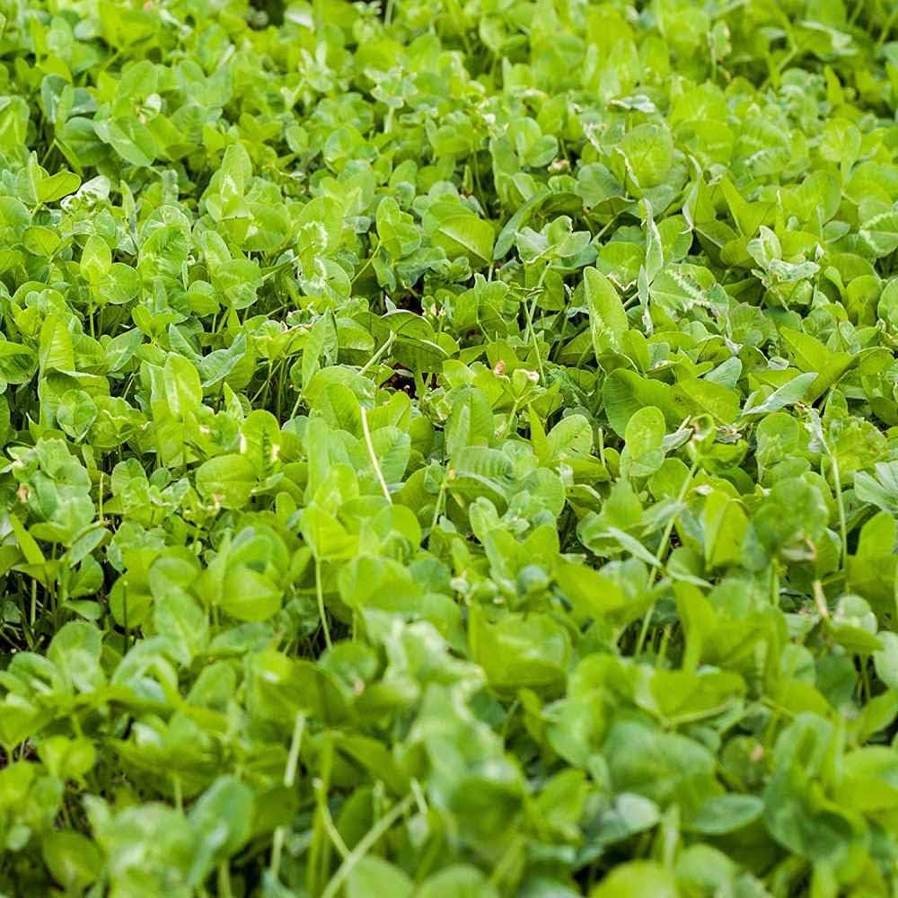 Outsidepride Perennial Clover King Seed Mix - 5 lbs Nitrocoated, Inoculated, Heat & Cold Tolerant, Alfalfa-Enhanced