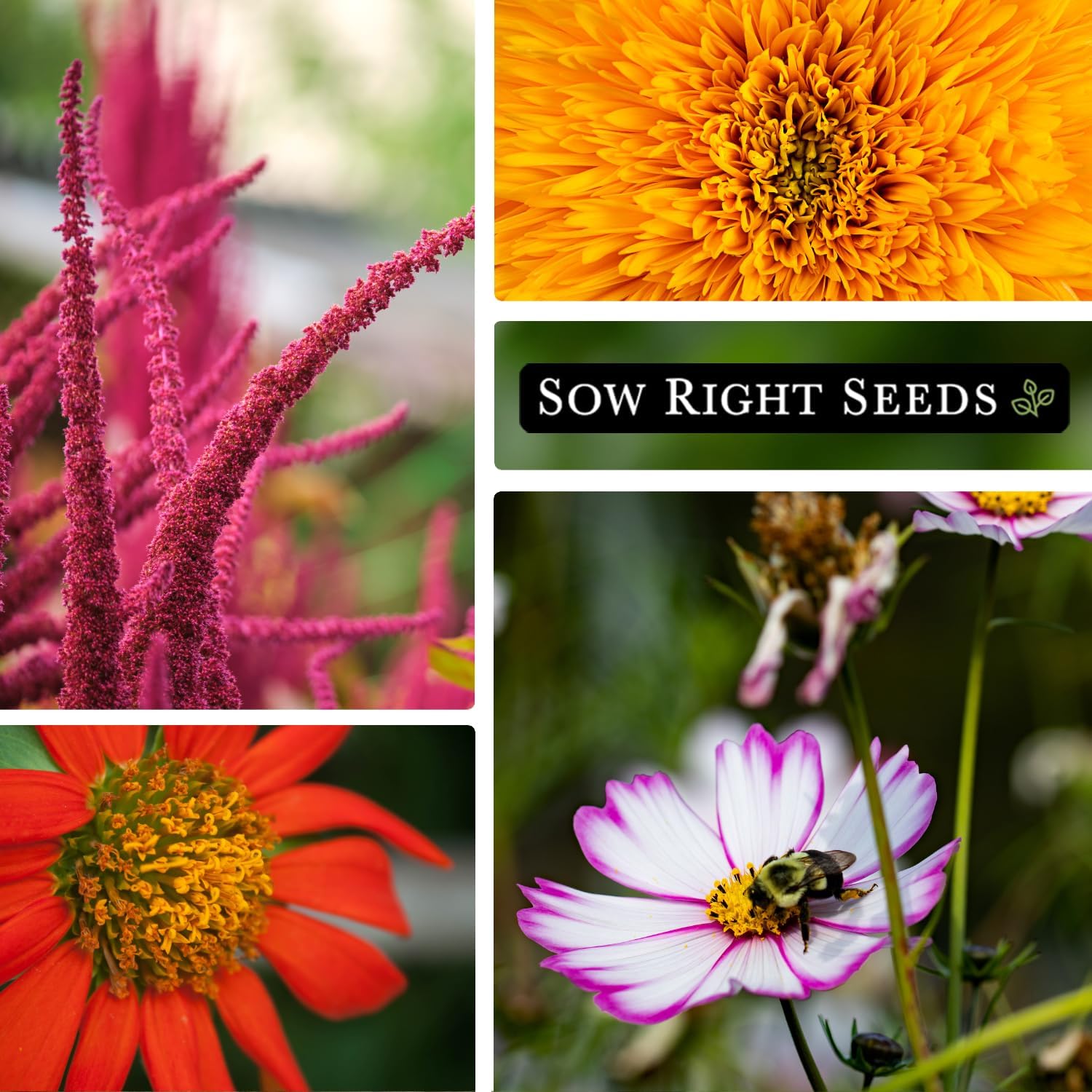 Sow Right Seeds - Large Flower Farm Seed Collection for Planting Garden | Includes zinnia, sunflower, lavender, and