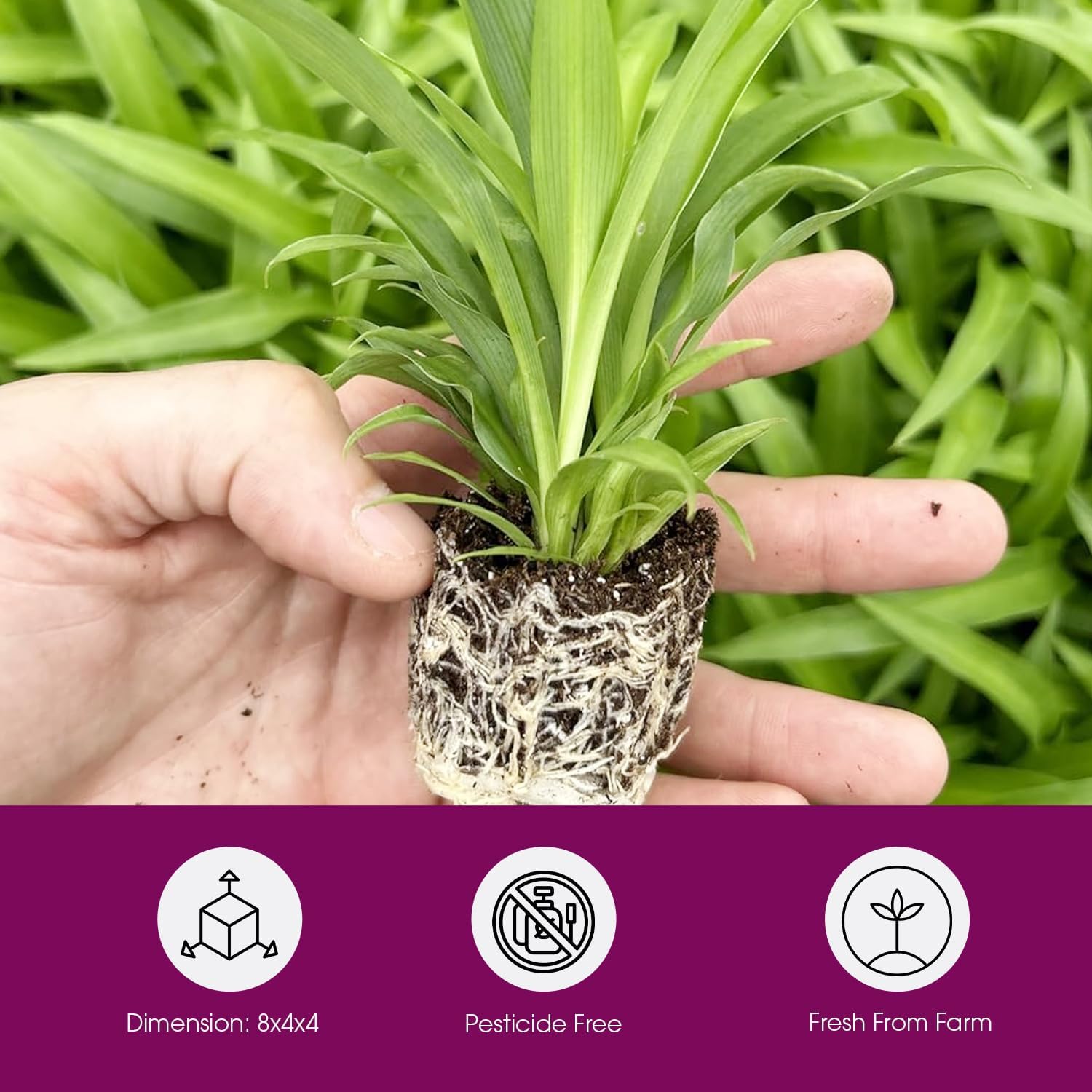 Spider Plant Variety Pack 4 Live Plants Ocean Hawaiian Green Bonnie | Easy Care Indoor Air Purifying Variegated