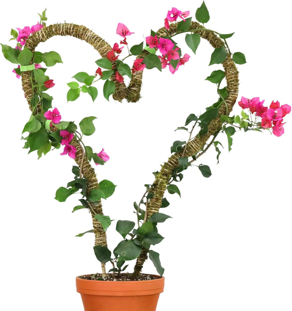 Bendable Moss Pole, 3 Pack, 16/30/42 in | Stackable & Shapeable Support for Climbing Monstera, Pothos & Philodendron