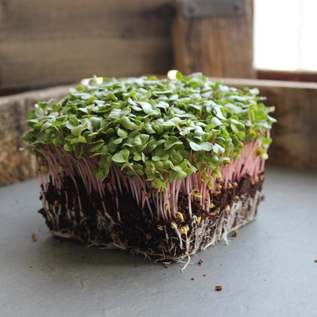 Mountain Valley Seed Co Radish Sprouting Seed - Red Arrow Variety - 5 Lb | Bulk Seed - Heirloom Radish Sprouts